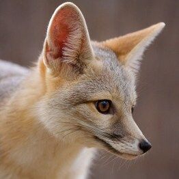 Southwest Wildlife Discovery Series: The Tiny Kit Fox — A True Desert Fox